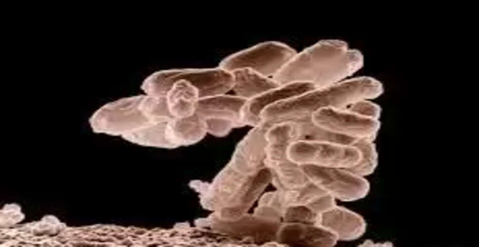 मिस्र में ई. कोली संक्रमण के कारण फैला इंटेस्टाइनल फ्लू