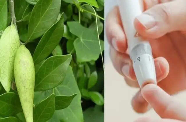 गुड़मार: शुगर रोगियों के लिए एक प्राकृतिक उपाय