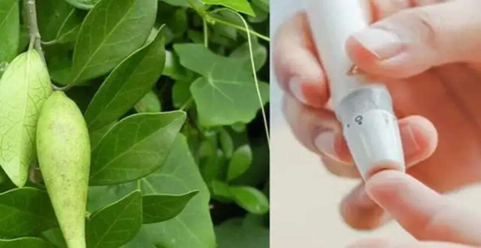 गुड़मार: शुगर रोगियों के लिए एक प्राकृतिक उपाय