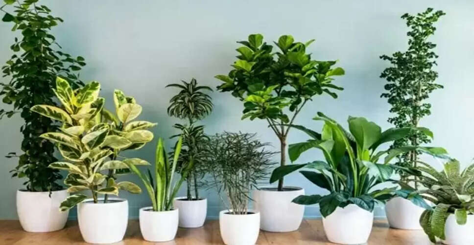 घर के मुख्य द्वार पर न रखें ये 5 पौधे, नकारात्मकता फैलाते हैं