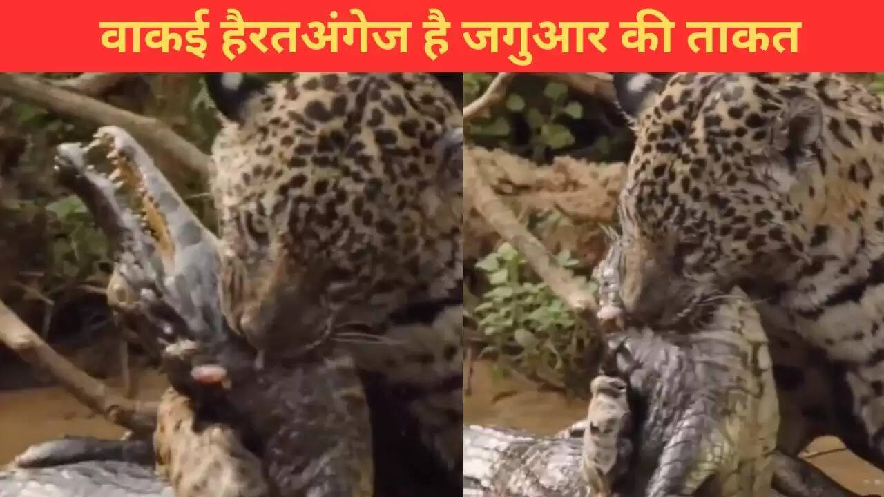 जगुआर ने केमेन का किया शिकार, देखें रोमांचक वीडियो