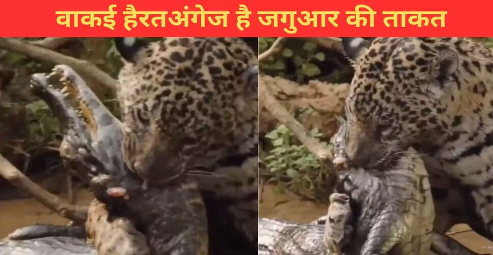 जगुआर ने केमेन का किया शिकार, देखें रोमांचक वीडियो