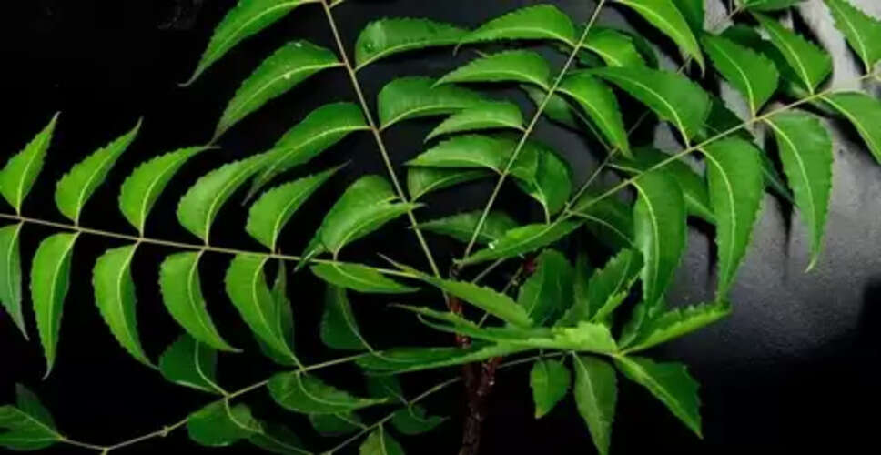 सुबह बासी मुंह खाने से कई बीमारियों को दूर भगाती है नीम की पत्ती
