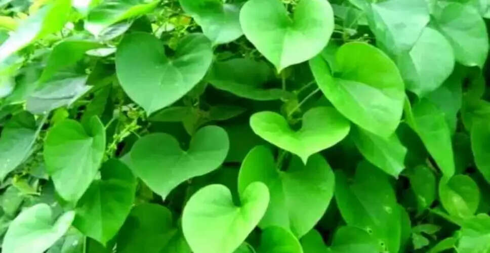 गिलोय: इम्युनिटी बढ़ाने का प्राकृतिक उपाय