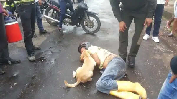 कोलंबिया में कुत्ते की वफादारी ने जीता दिल