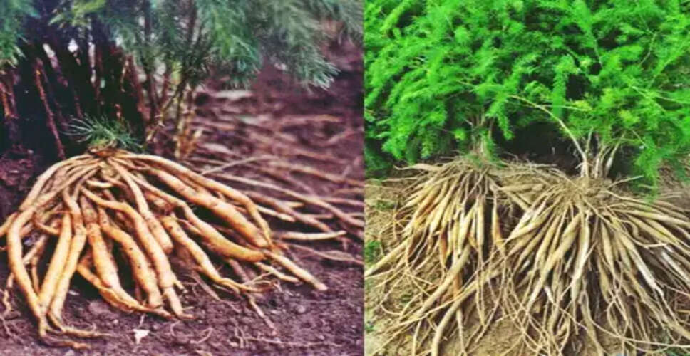 शतावरी : हर स्त्री के लिए आयुर्वेद का वरदान