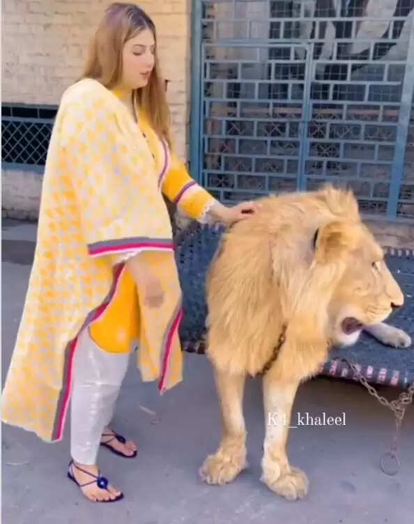 लड़की ने शेर को प्यार से पुचकारा, वीडियो ने मचाई धूम