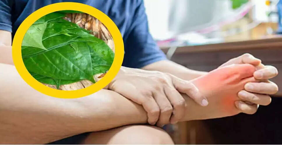 गिलोय: यूरिक एसिड को नियंत्रित करने का प्राकृतिक उपाय