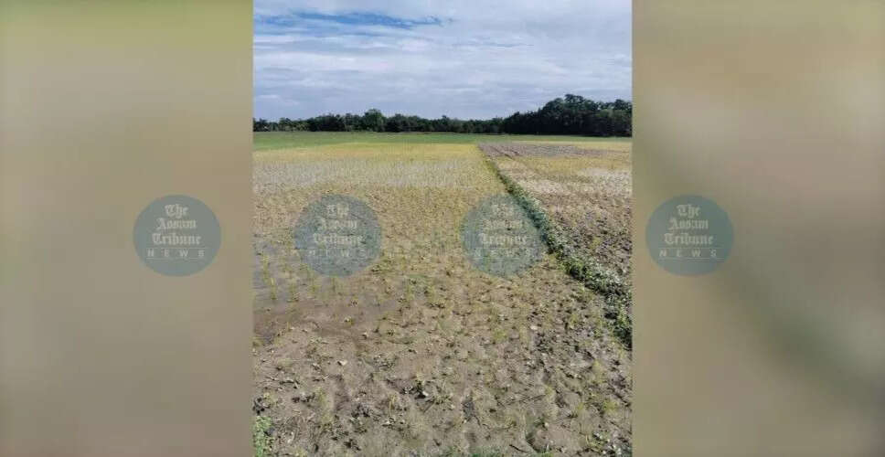 तिहु में सूखे की स्थिति से किसान चिंतित