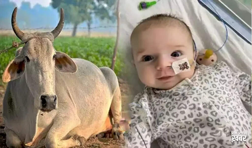 गाय के टिशू से बनी वॉल्व ने बचाई 13 हफ्ते की बच्ची की जान