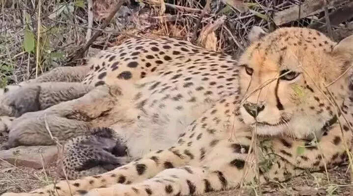 कूनो राष्ट्रीय उद्यान में मादा चीता मुखी ने पांच शावकों को जन्म दिया