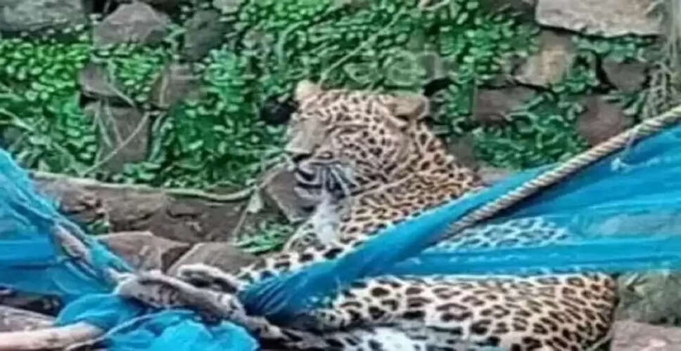 बालोद में तेंदुए का रेस्क्यू: किसान की बाड़ी में घुसने से मची अफरा-तफरी
