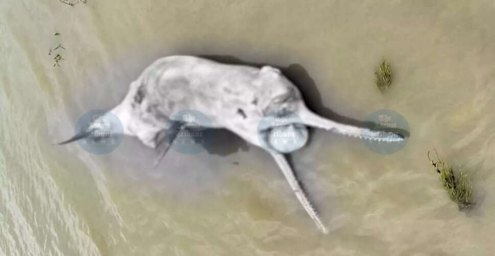 गंगा नदी के डॉल्फिन की हत्या: पर्यावरण कार्यकर्ताओं की मांग