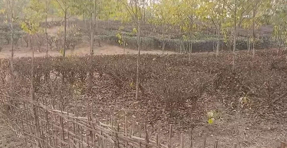 तेलंगानी के चाय उत्पादकों की सूखे से बिगड़ती स्थिति