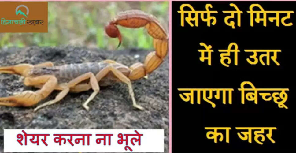 बिच्छू के काटने पर तुरंत अपनाएं ये उपाय, जान बचाने में मददगार