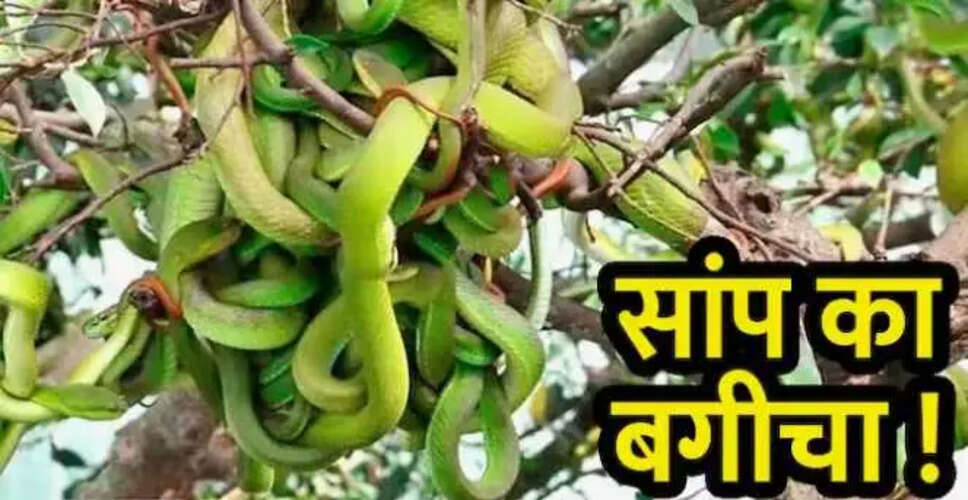 विएतनाम में सांपों का अनोखा बगीचा: जानें इसके रहस्यों के बारे में