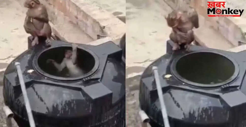 गर्मी में बंदरों का अनोखा जुगाड़: पानी की टंकी बनी राहत का ठिकाना