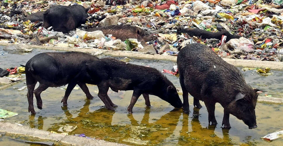 असम में अफ्रीकन स्वाइन फीवर के बढ़ते मामलों के बीच सुअरों की आवाजाही पर प्रतिबंध