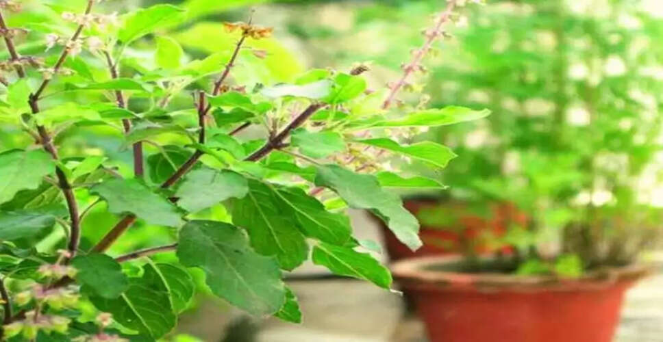 तुलसी के स्वास्थ्य लाभ और सेवन के सही तरीके