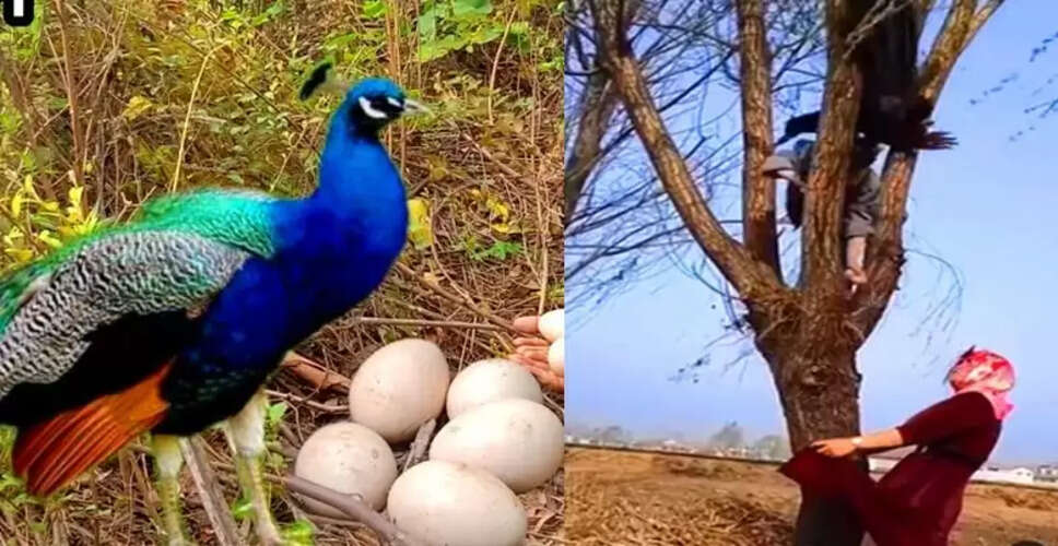 मोरनी ने चुराए गए अंडों की रक्षा में दिखाई अद्भुत साहस