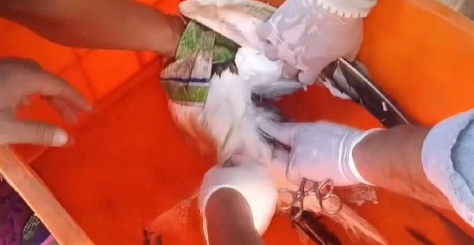 कर्नाटक में चीनी GPS उपकरण से लैस समुद्री पक्षी की खोज से सुरक्षा चिंताएं बढ़ीं