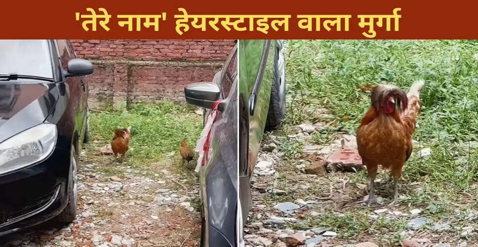 सोशल मीडिया पर वायरल हुआ 'तेरे नाम' हेयरस्टाइल वाला मुर्गा