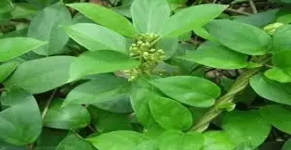 गुड़मार: डायबिटीज नियंत्रण के लिए एक प्राकृतिक उपाय