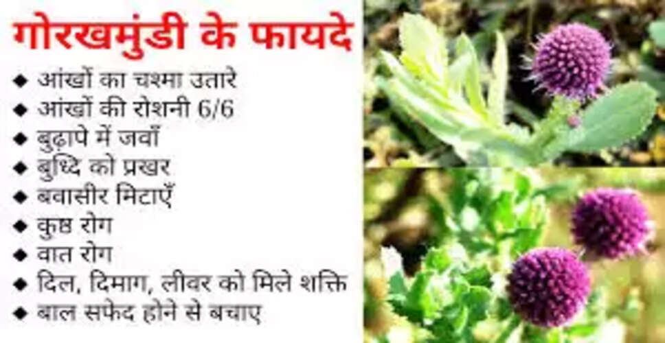 गोरख मुंडी: एक अद्भुत औषधि के लाभ और उपयोग