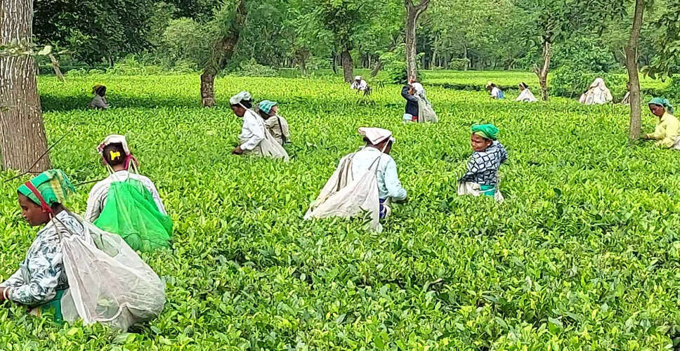 भारत की चाय उद्योग की वित्तीय स्थिरता पर संकट