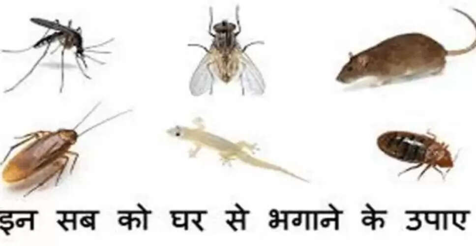 घर में चींटियों, कॉकरोच और चूहों से छुटकारा पाने के प्रभावी घरेलू उपाय