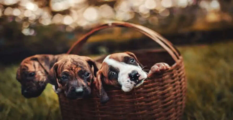 यूएई में संकट के बीच पालतू जानवरों की देखभाल में बढ़ी मांग