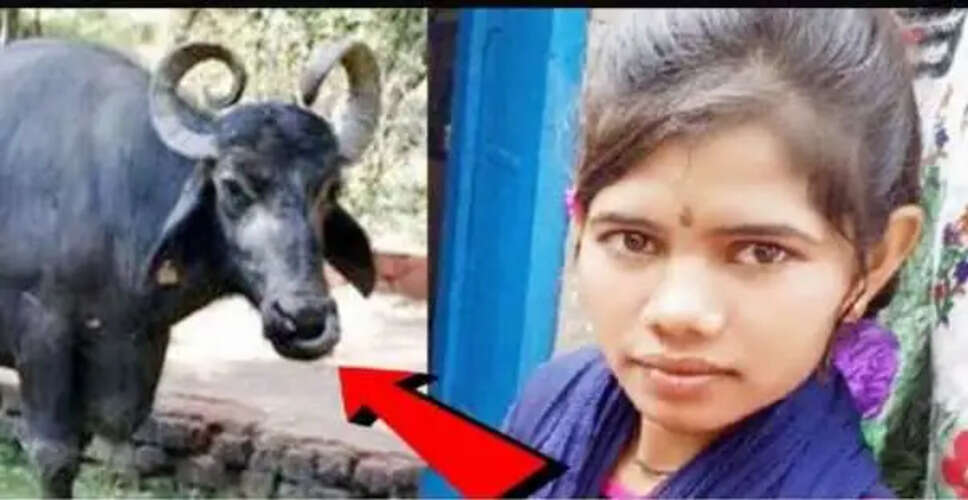 उत्तर प्रदेश में भैंस के गुम होने पर लड़की ने की आत्महत्या