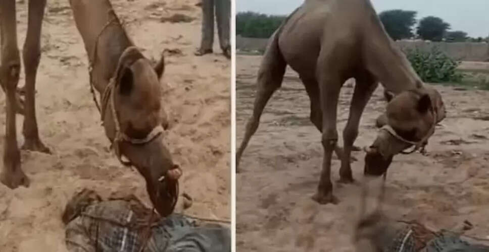 राजस्थान के किसान की दुखद कहानी: ऊंट के हमले ने परिवार को बर्बाद कर दिया