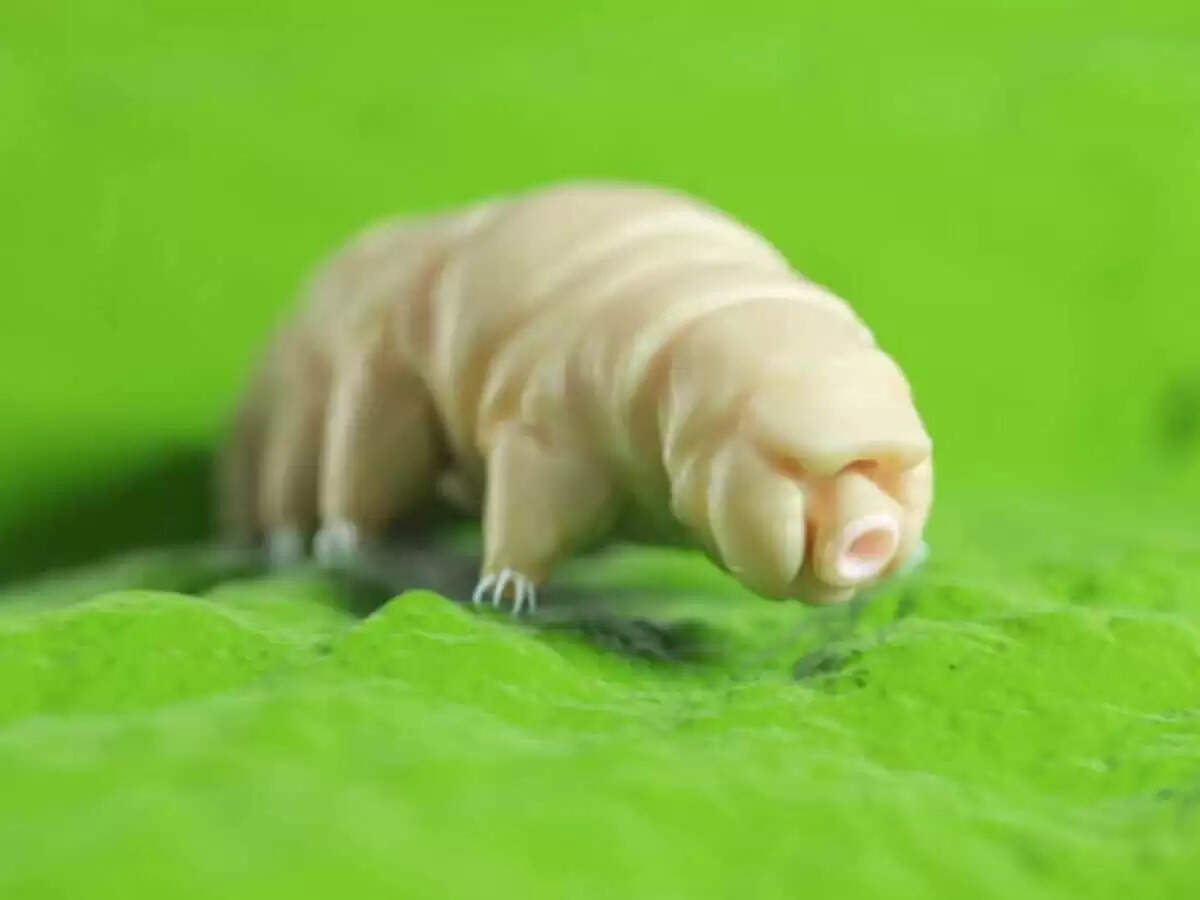 टार्डिग्रेड: धरती का सबसे ताकतवर सूक्ष्म जीव