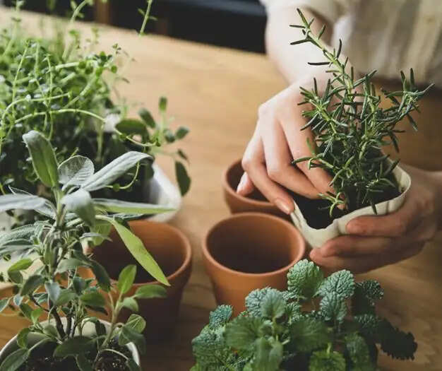 पौधों की देखभाल और वास्तु का संबंध: जानें क्या कहते हैं मुरझाते पौधे