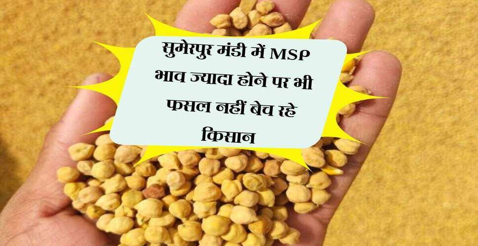 सुमेरपुर मंडी में किसानों की फसल बिक्री में कमी, समर्थन मूल्य का लाभ नहीं मिल रहा