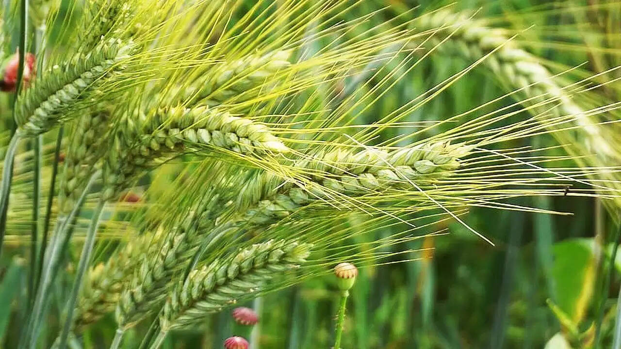 भारत से गोबर खरीदने वाले देशों की बढ़ती संख्या और इसके कारण