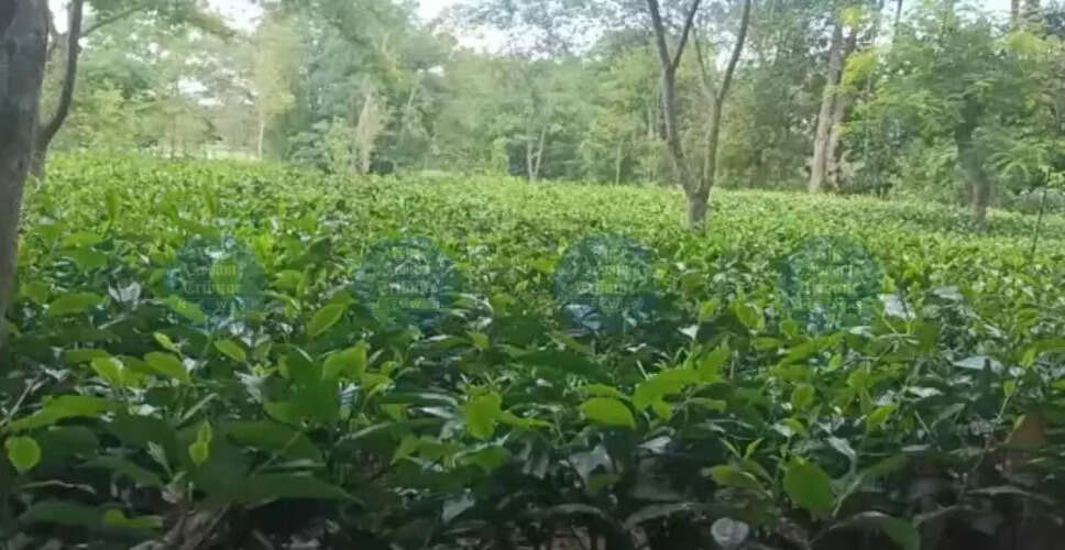 ईरान-इज़राइल संघर्ष का असम की चाय उद्योग पर प्रभाव