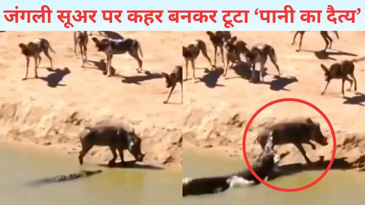 जंगली सूअर का मगरमच्छ के हाथों शिकार: वायरल वीडियो