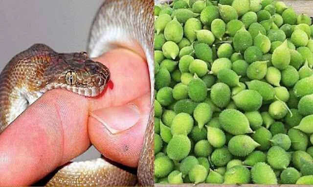 सांप के जहर का प्रभाव कम करने वाले पौधे और उपाय