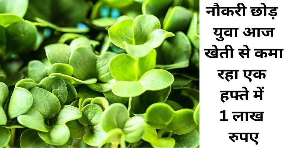 किसान अजय गोपीनाथ: नौकरी छोड़कर माइक्रोग्रीन खेती से कमाई कर रहे हैं ₹500000 प्रति माह
