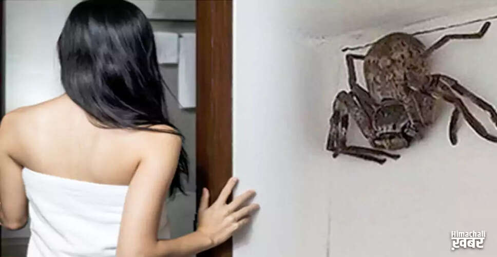 महिला के बाथरूम में मिली विशालकाय मकड़ी ने मचाई खलबली