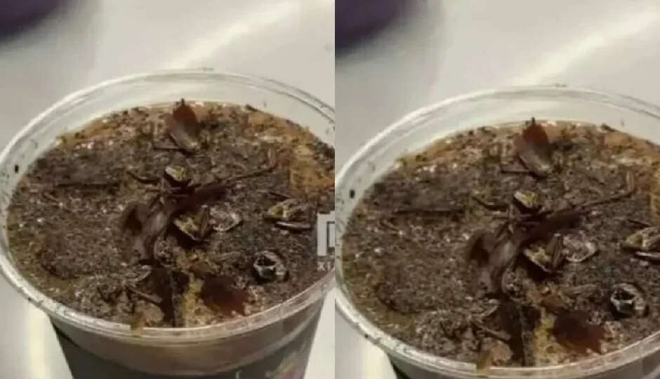 चीन में कॉकरोच कॉफी: अनोखा और साहसिक स्वाद