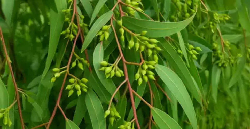 खांसी, दर्द और सूजन को दूर करने में माहिर है 'नीलगिरी',