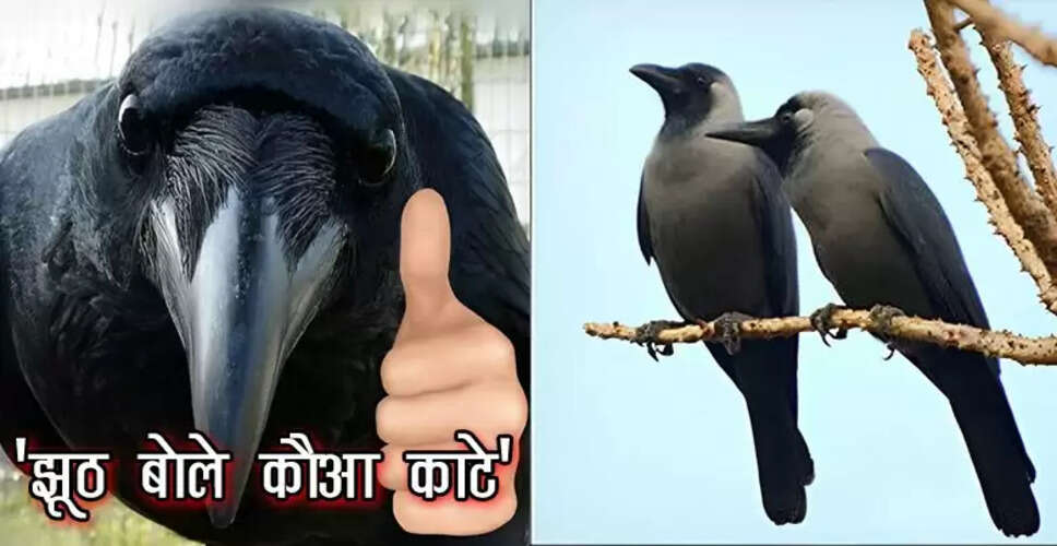 क्या सच में झूठ बोलने पर कौआ काटता है? जानें इसके पीछे की सच्चाई