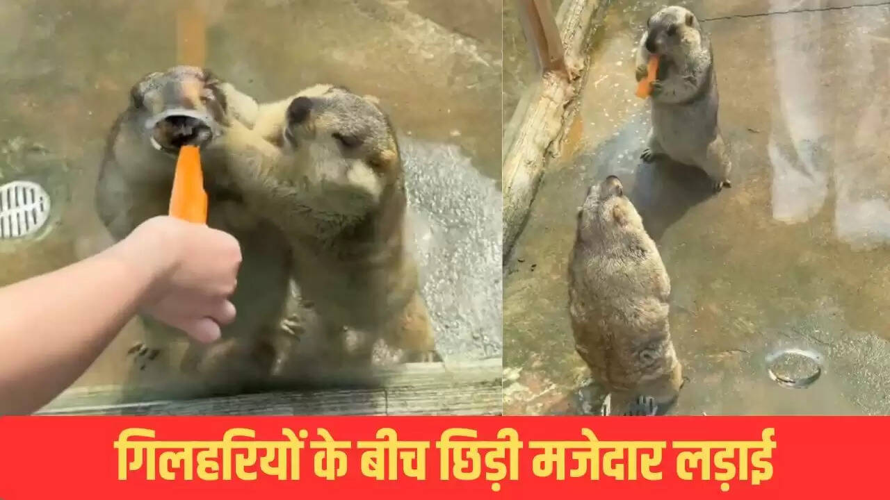 गिलहरियों की मजेदार लड़ाई: गाजर के लिए संघर्ष का वायरल वीडियो