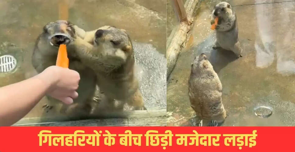गिलहरियों की मजेदार लड़ाई: गाजर के लिए संघर्ष का वायरल वीडियो