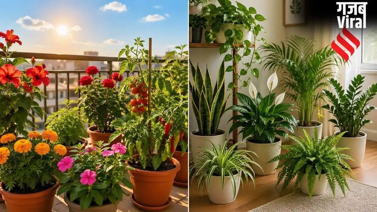 गर्मी में पौधों की देखभाल: धूप और छांव में रखने के सही तरीके
