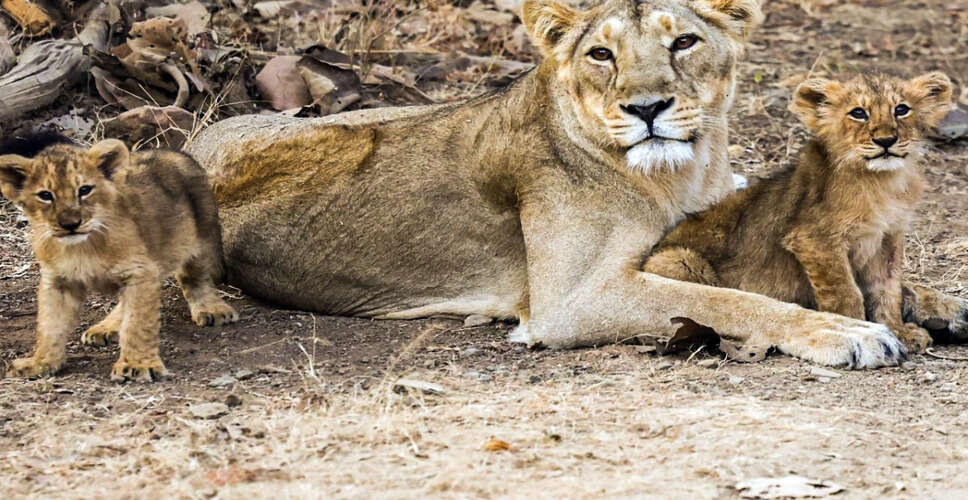 भोपाल में छात्र पर जंगली जानवर का हमला, बाघ के शावक के निशान मिले