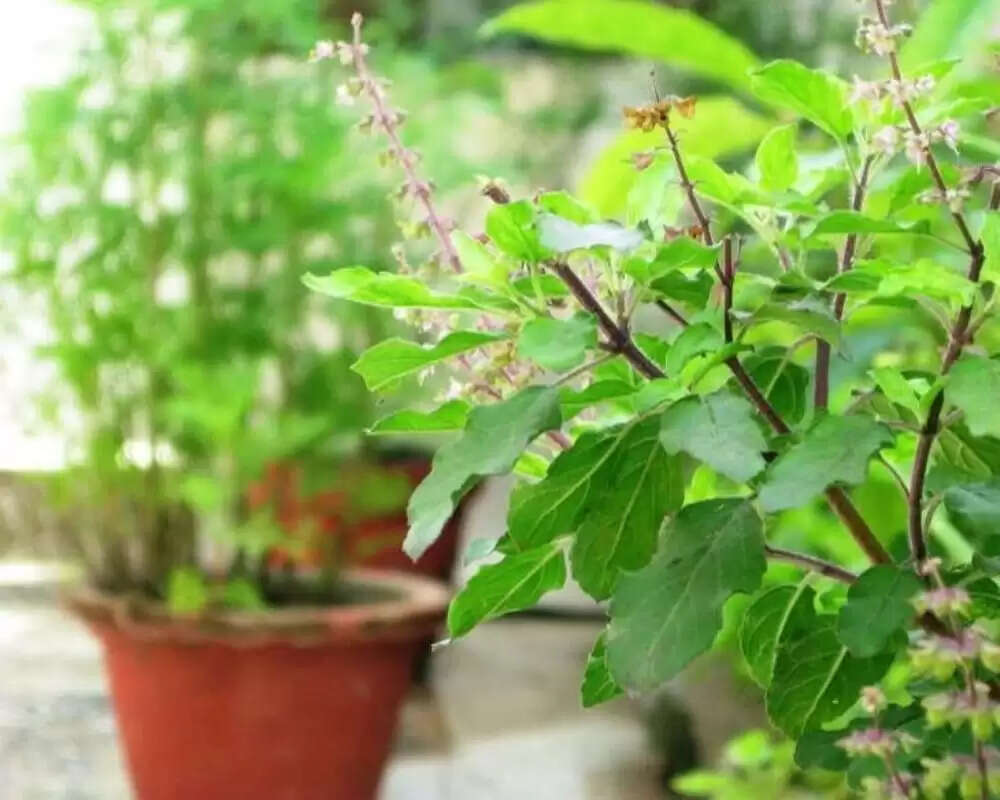 शारीरिक कमजोरी को दूर करने के 5 प्रभावी घरेलू उपाय